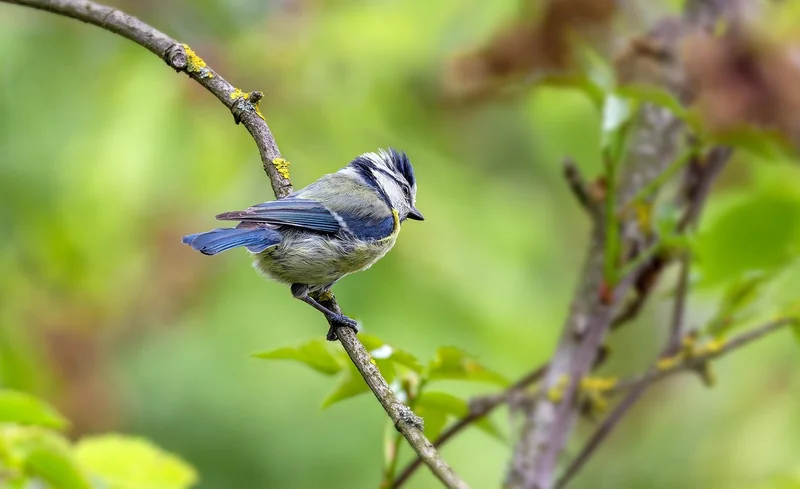 Les besoins spécifiques selon l'espèce : bleue ou charbonnière