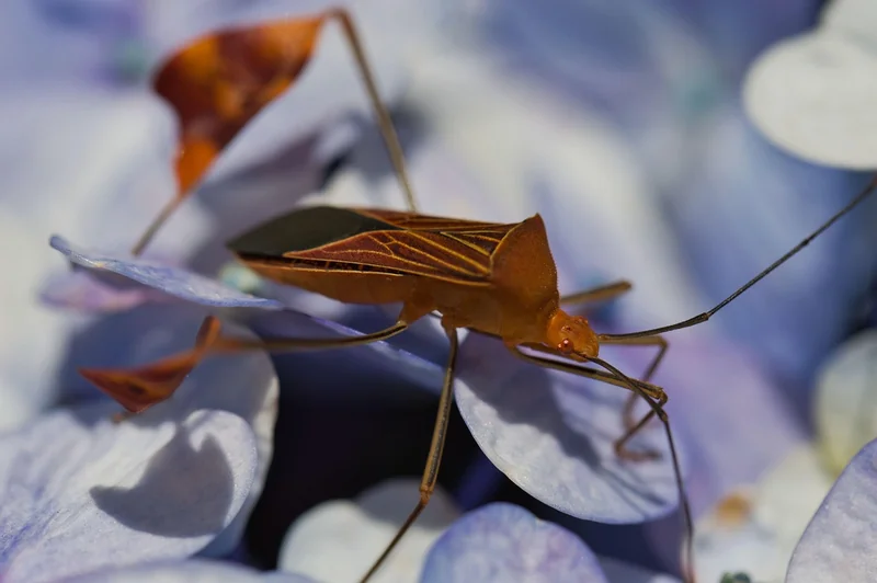 Signes d'une infestation de punaises de lit