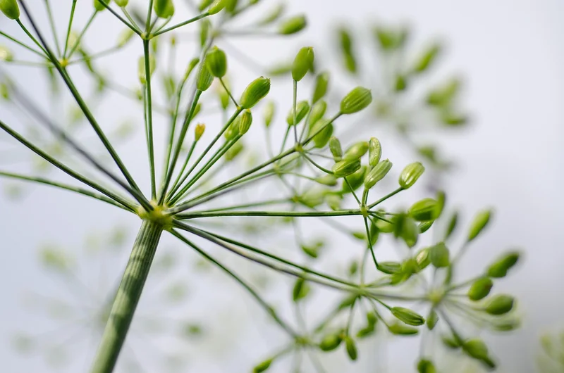 Choix stratégique des aromatiques : oubliez le basilic unique