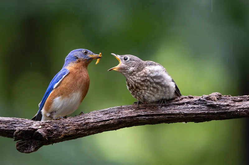 Comment nourrir un oisillon mésange ? (si vous êtes en dernier recours)
