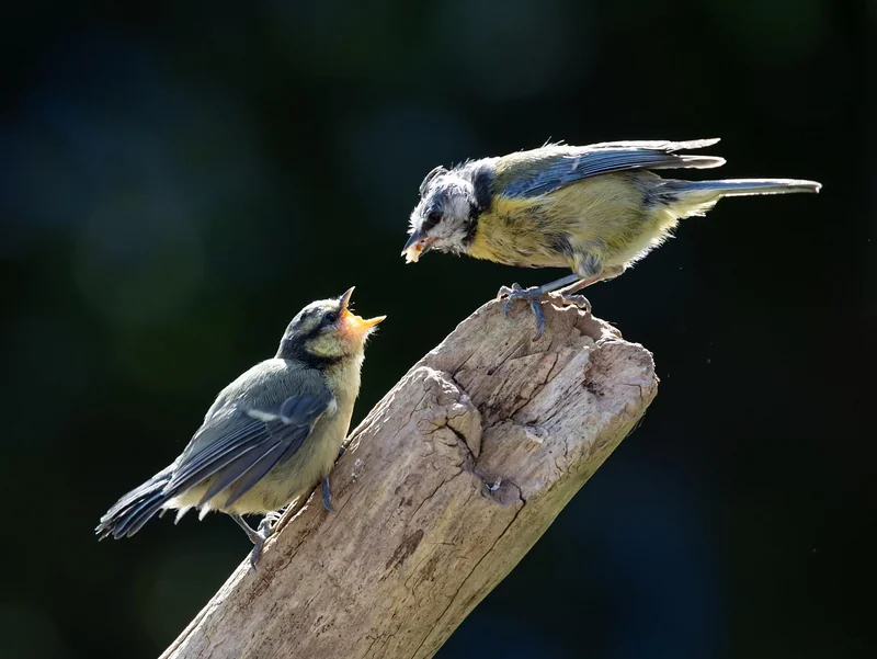 Comment s'occuper d'un bébé mésange ?