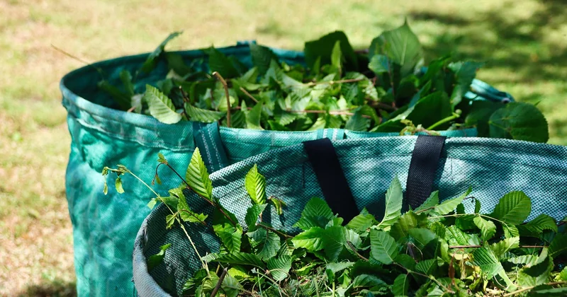 Comment préparer une bouture de noyer, étape par étape
