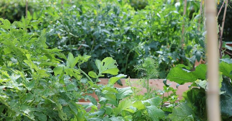 Créer un potager surélevé en bois : plans et tutoriel détaillé 2026