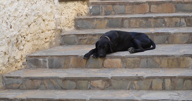 Monte-escalier Stannah : prix, tarifs et devis gratuit en 5 minutes