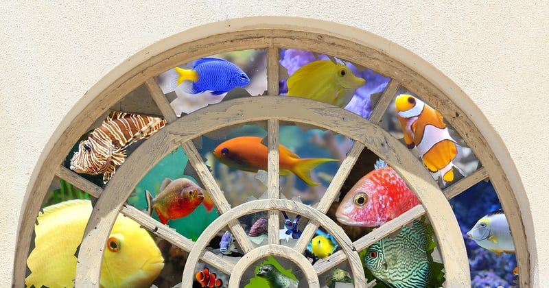 Comment mettre pierre dans un aquarium sans erreur ni stress