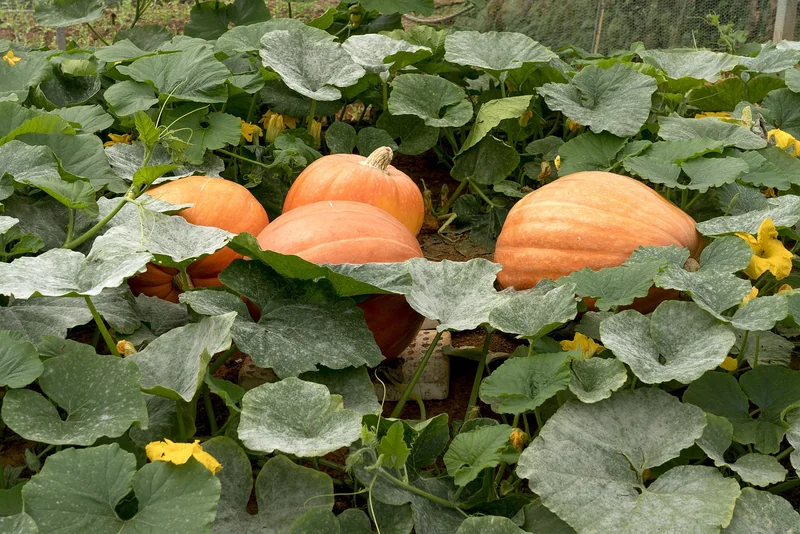 Qui est Julian Boutillot ? Un gars qui a tout plaqué pour des carottes